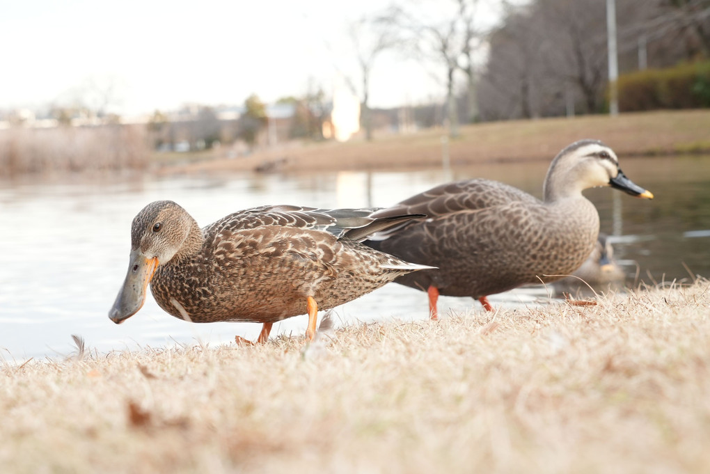 2020-12-25大和11~20 大百池公園