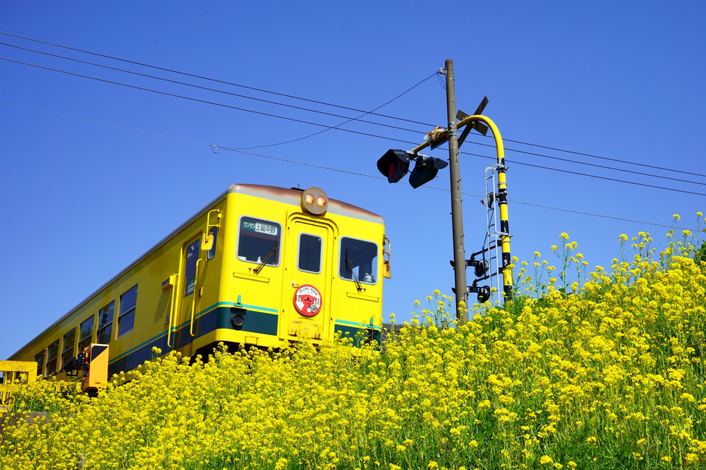 春のいすみ鉄道