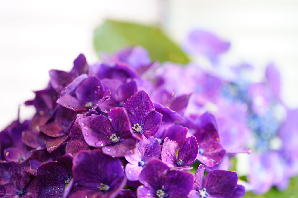 庭の紫陽花を切り花に