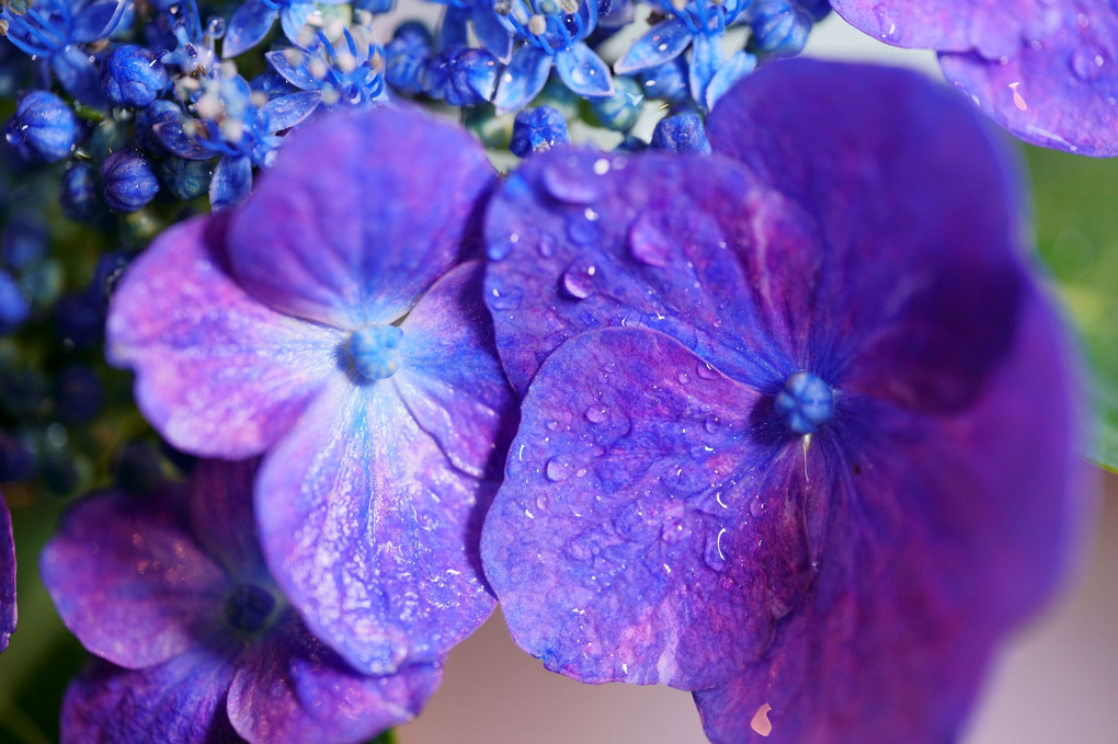 庭の紫陽花を切り花に