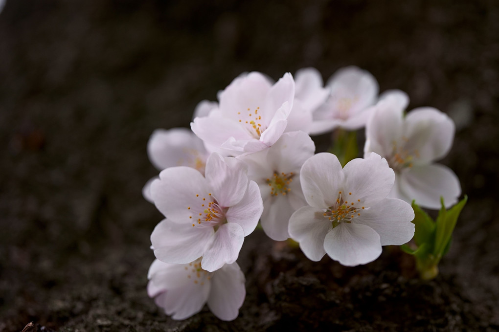 胴吹き桜　　　#桜