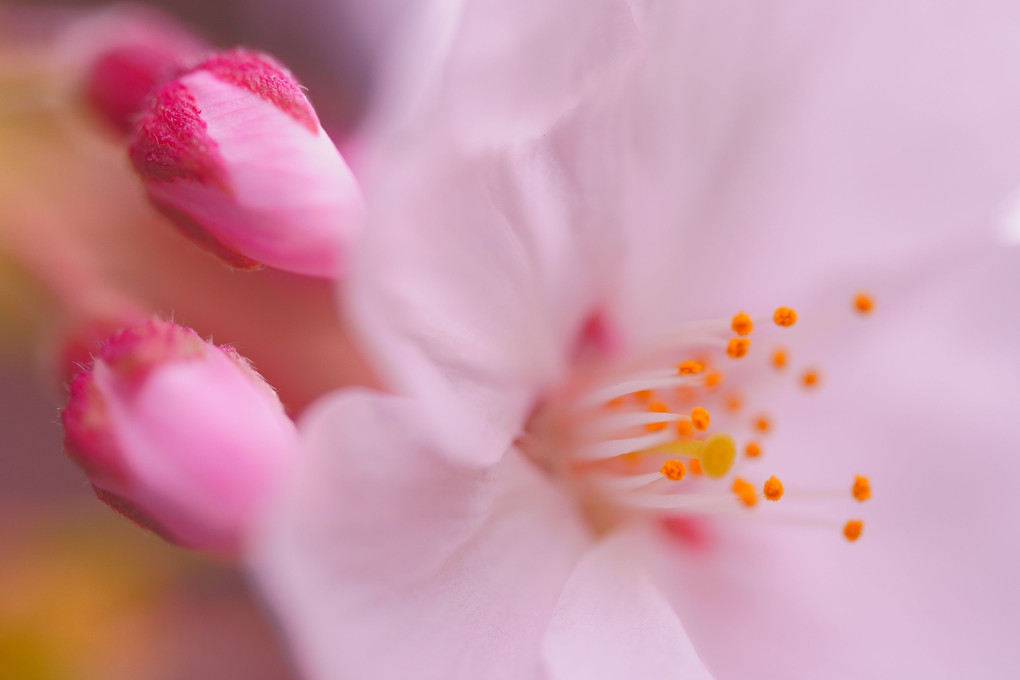 胴吹き桜　　　#桜