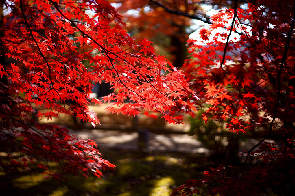 紅と黄（足利・鑁阿寺）