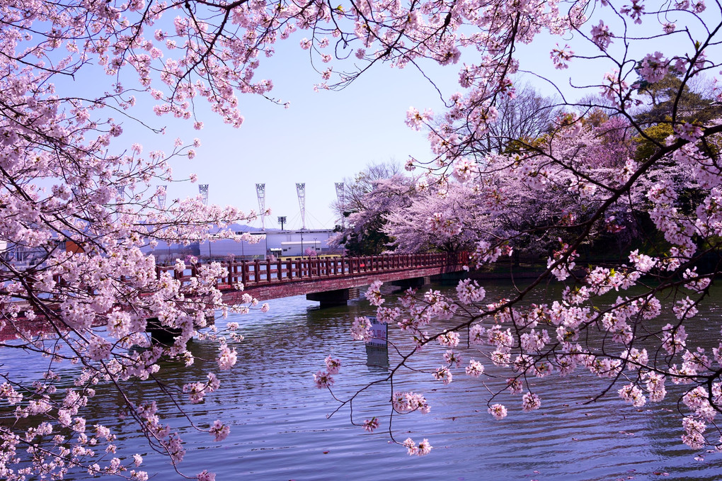 桜のある散歩道　　　#桜