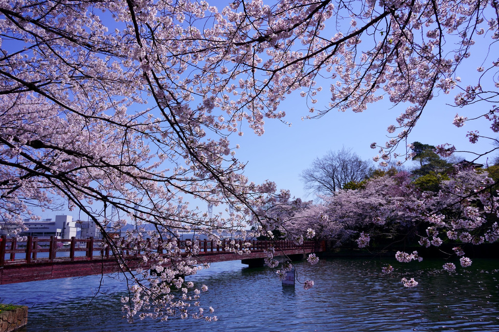 桜のある散歩道　　　#桜