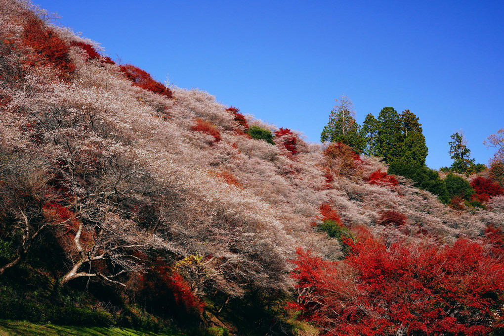 川見四季桜と紅葉②