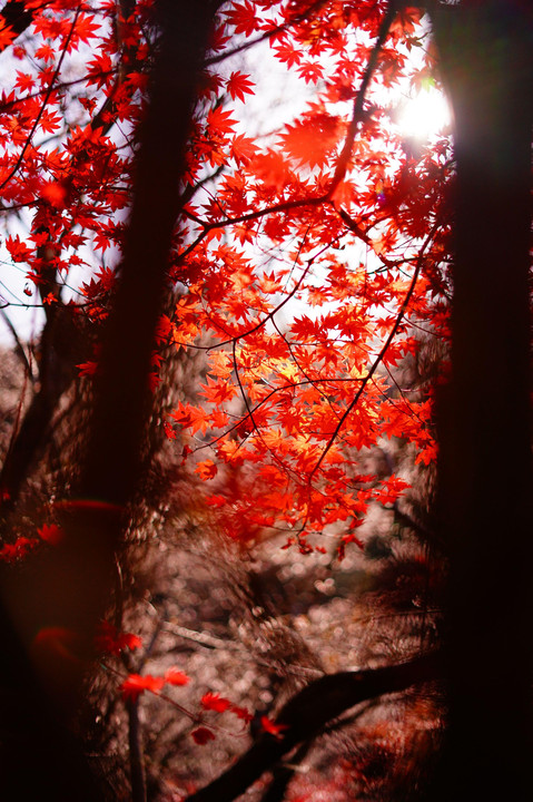 川見四季桜と紅葉②