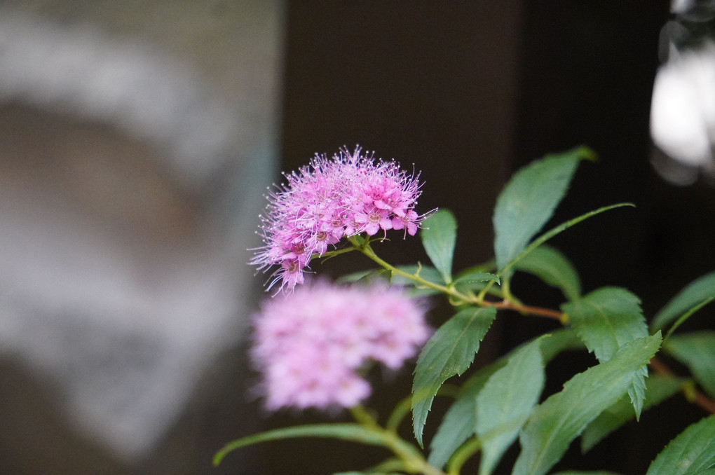 シモツケの花