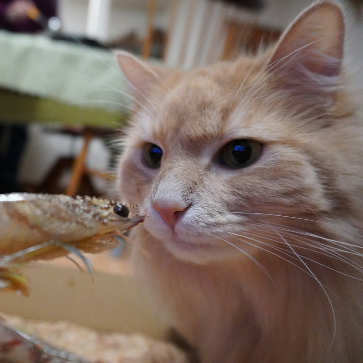 『活き海老』と初対面の猫の顔
