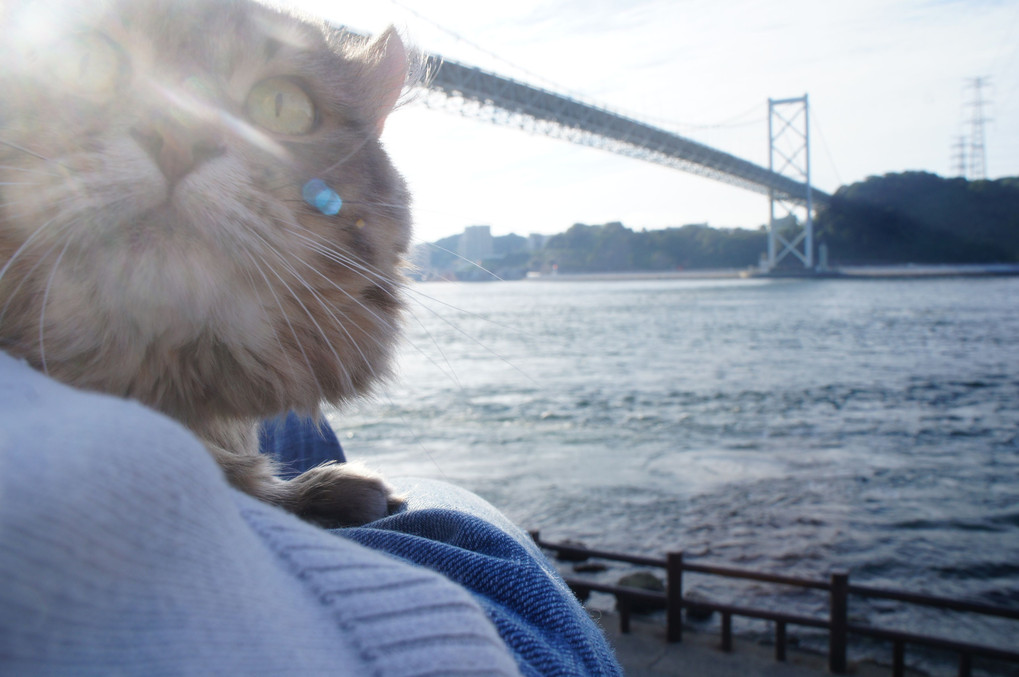 関門海峡と猫