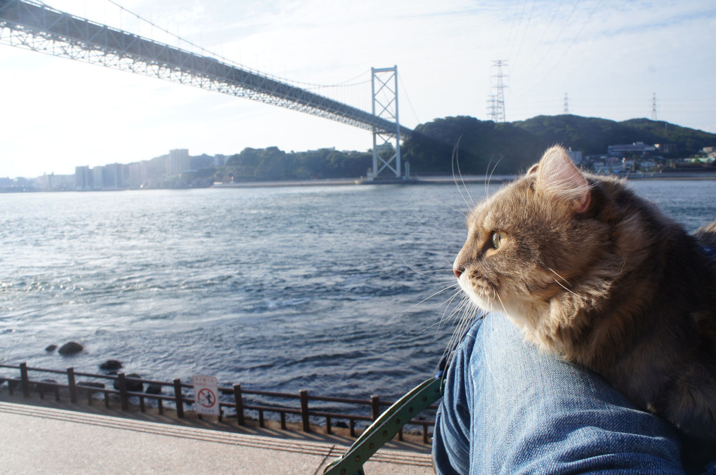 関門海峡と猫