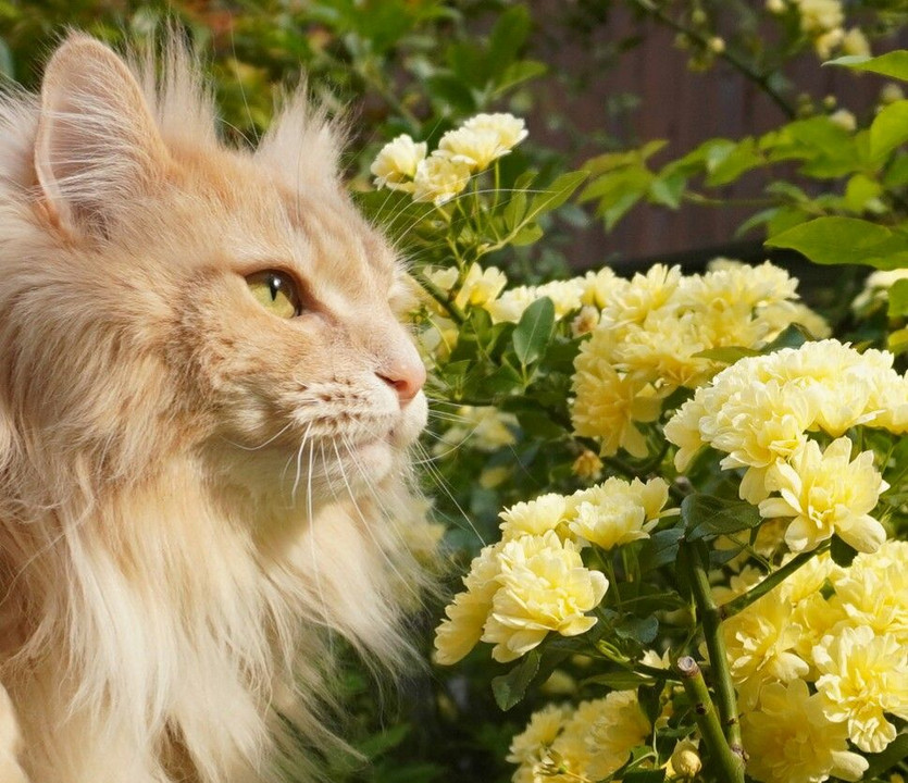 風揺らぐ 黄～ない花と 黄～ない猫と