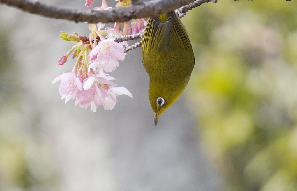 2月の植物園