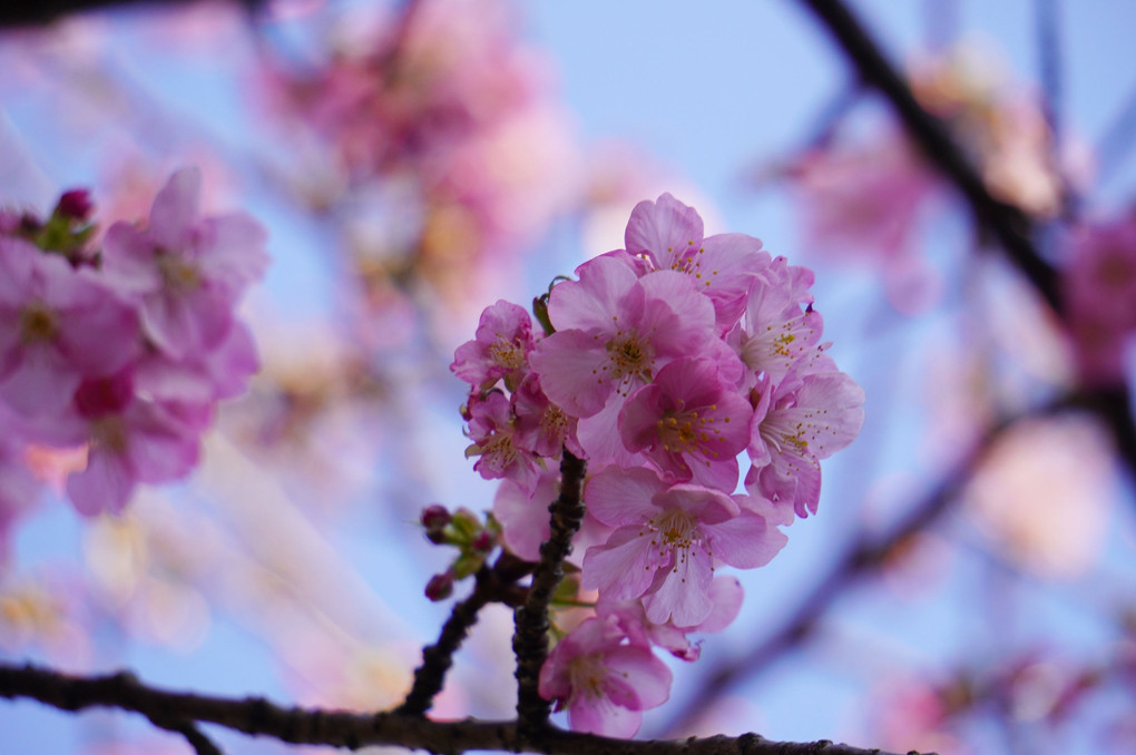 白野江植物園2月　河津桜