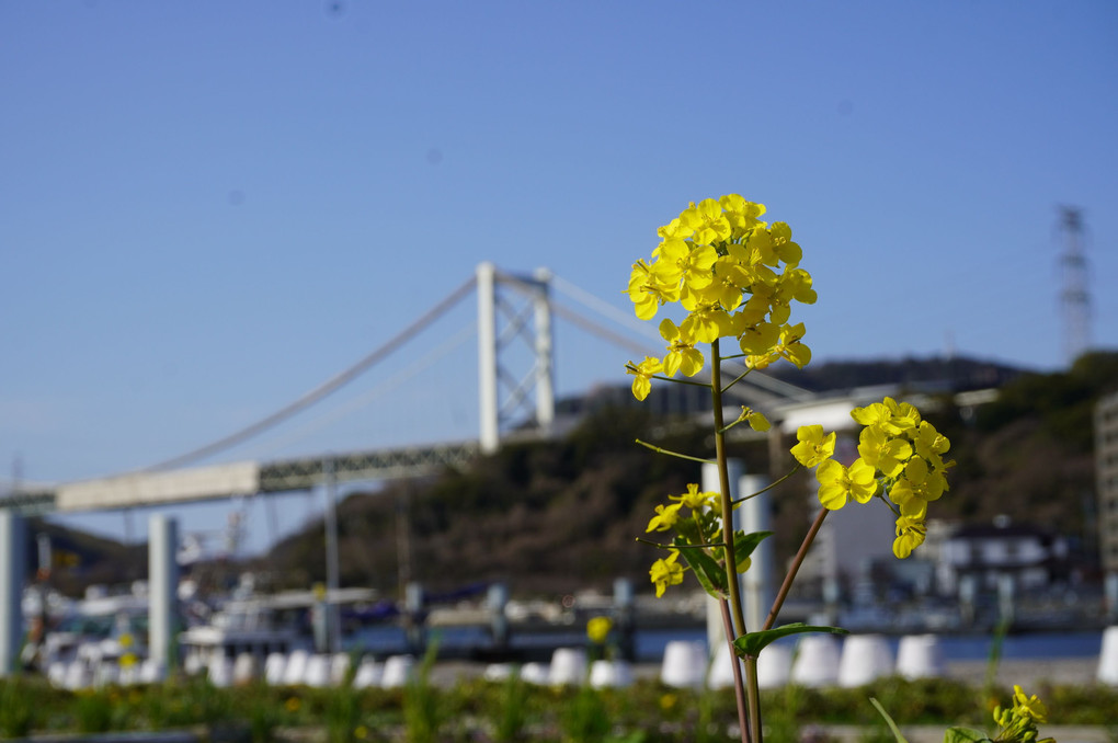 関門橋と花