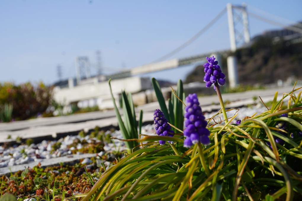 関門橋と花