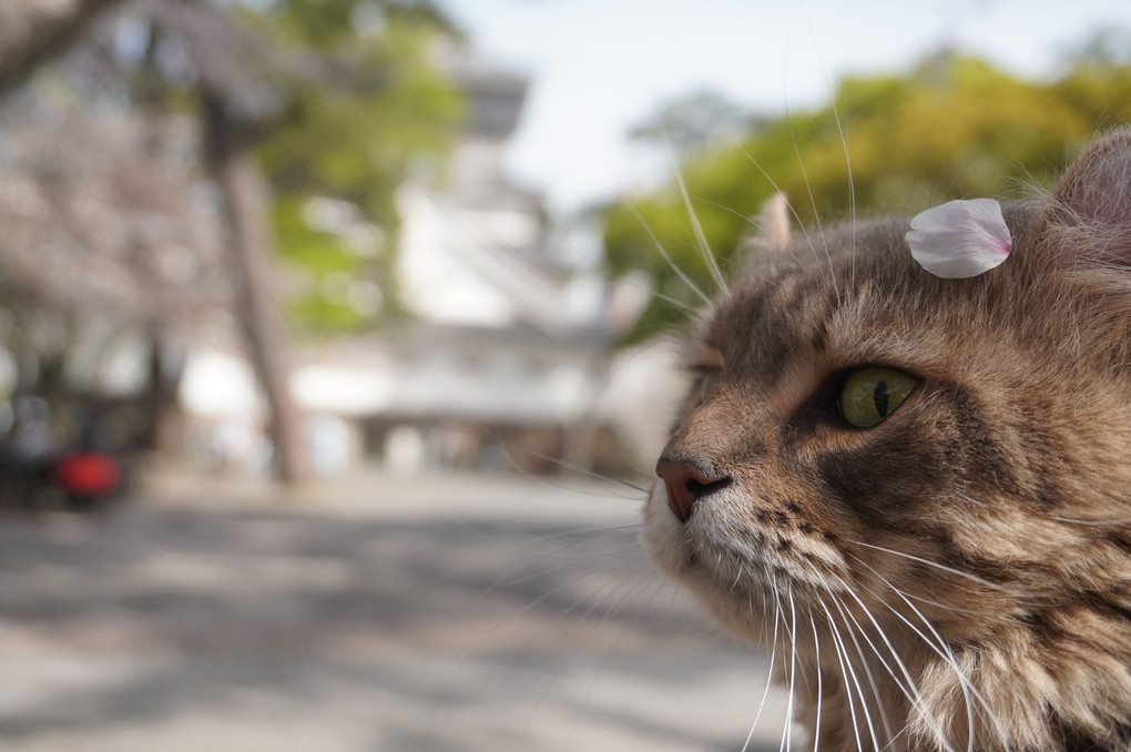 花よりチュールにゃ