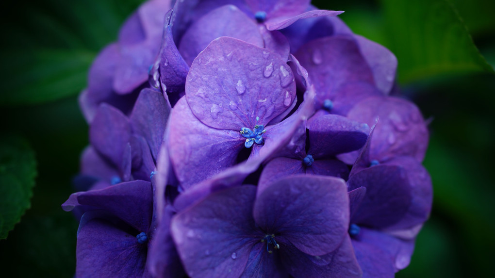 紫陽花　真花も開花