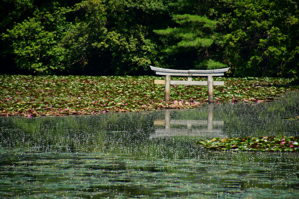 沈み鳥居の池