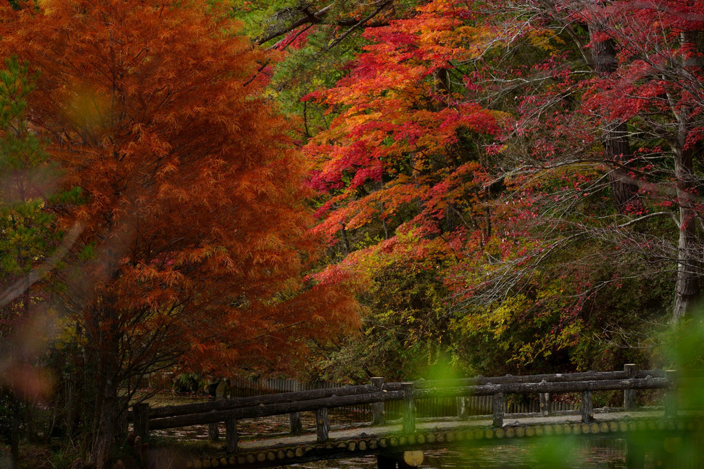 紅葉の森林植物園長谷池