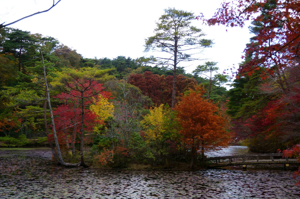 紅葉の森林植物園長谷池