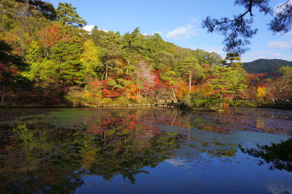 紅葉の森林植物園長谷池