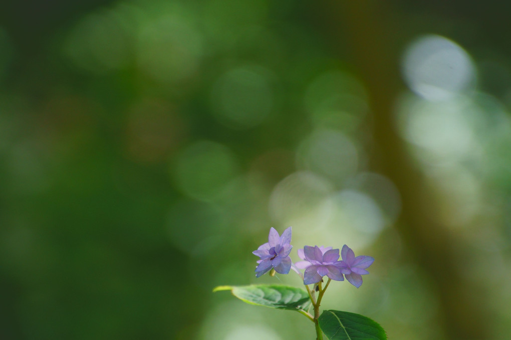 七段花