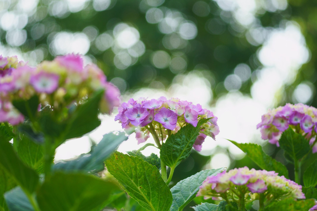 木漏れ日の中の紫陽花（3枚組）