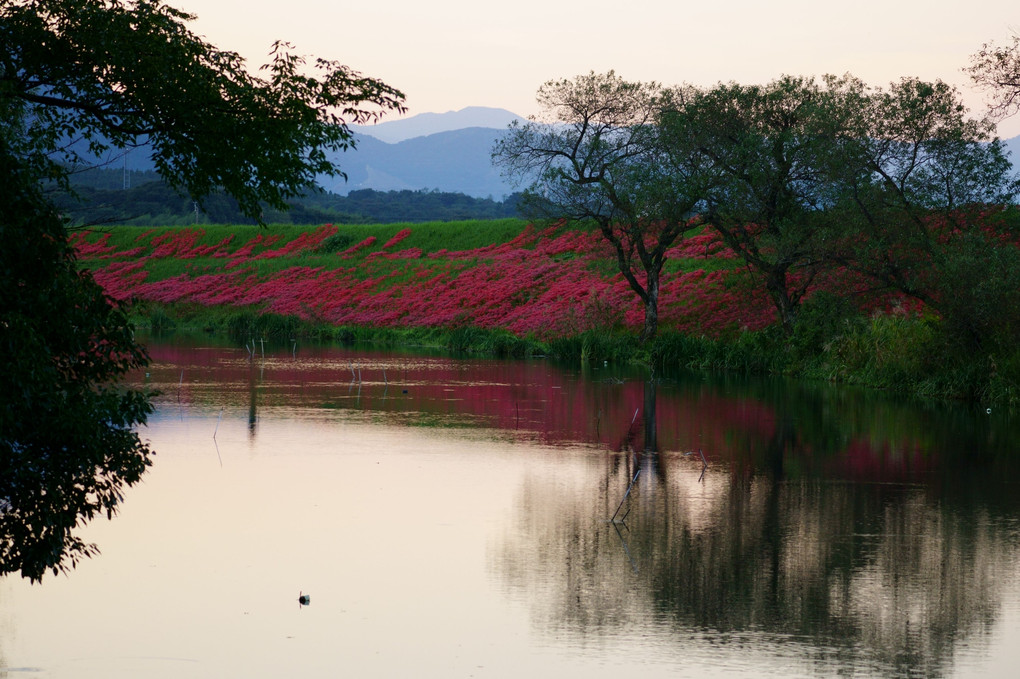 岸辺の夕景