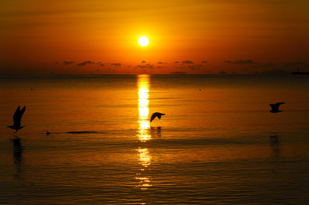 カモメが飛ぶ朝焼けの海