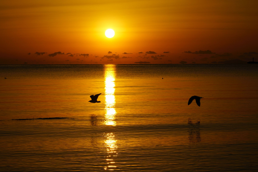 カモメが飛ぶ朝焼けの海