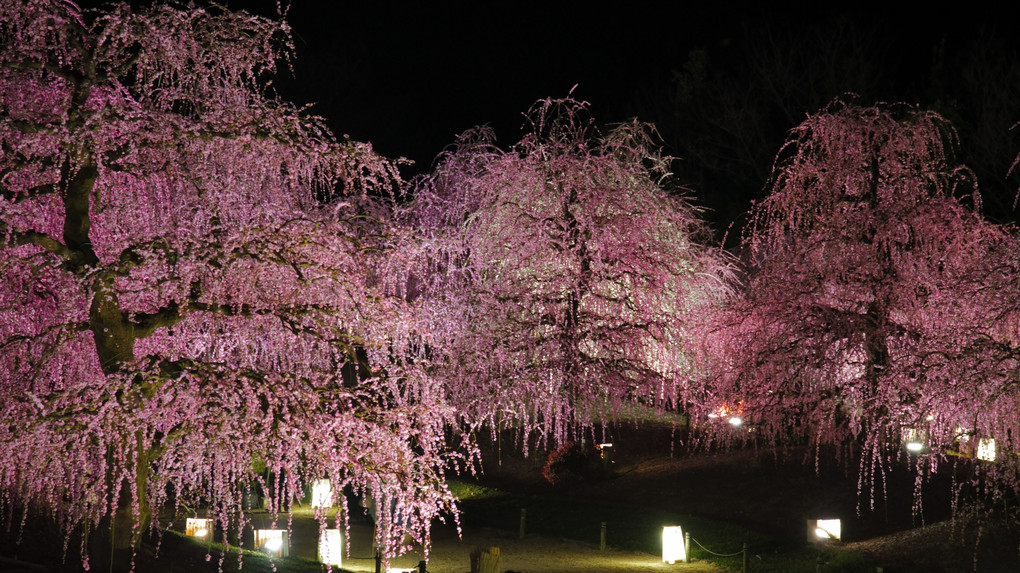 夜の鈴鹿の森庭園　