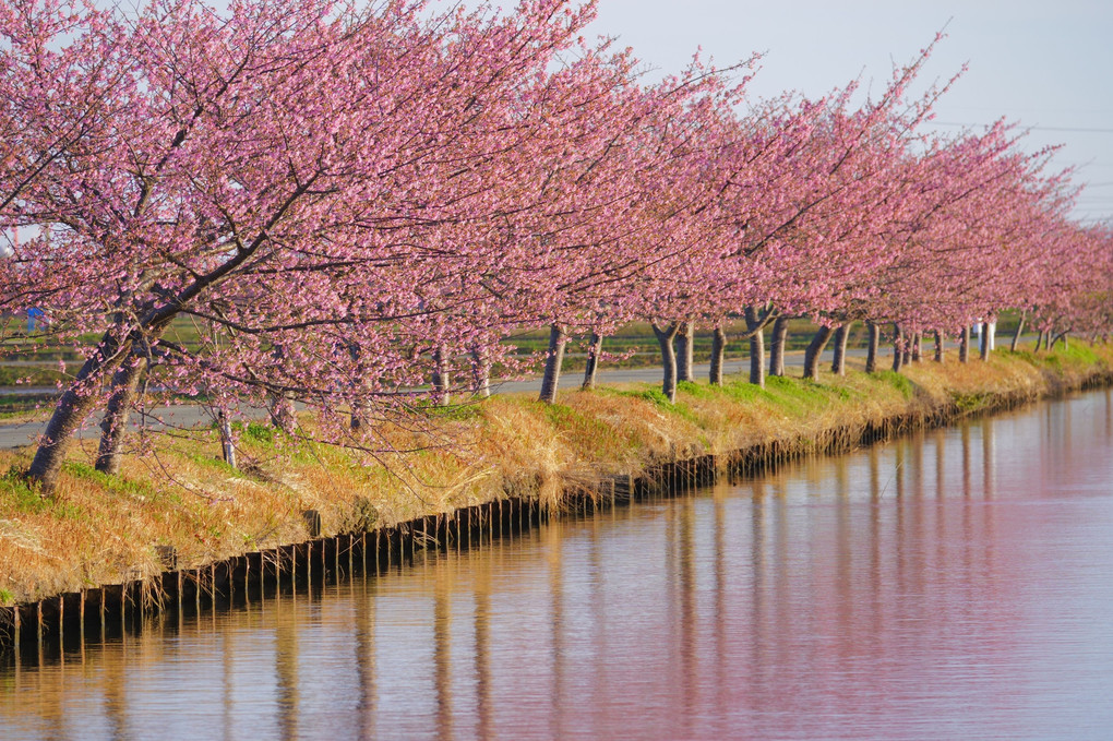 朝の桜並木