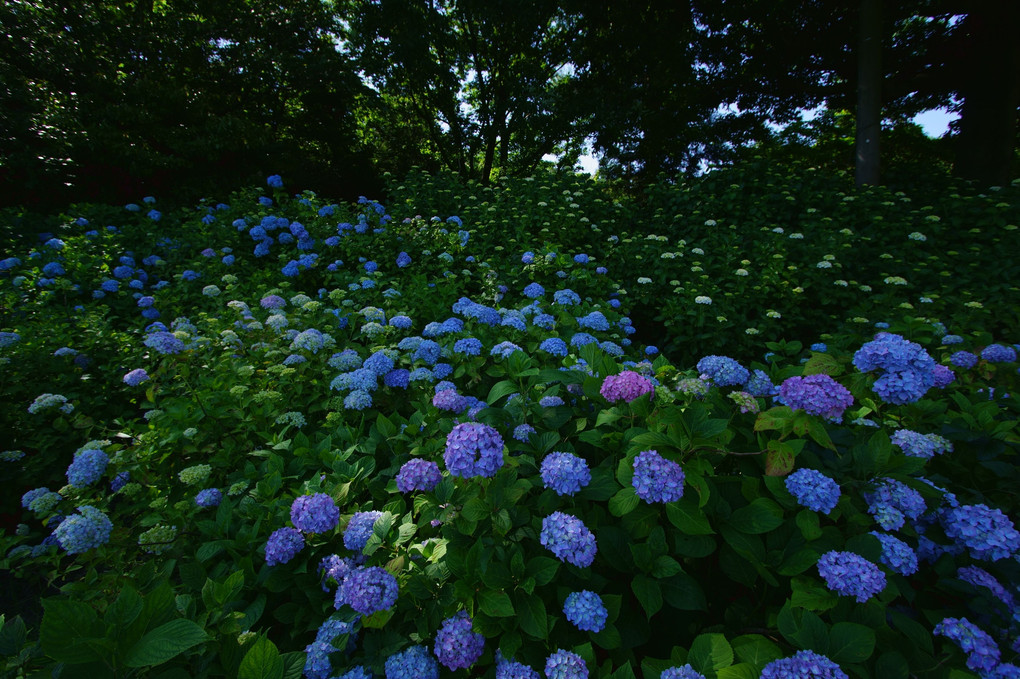 紫陽花Blue