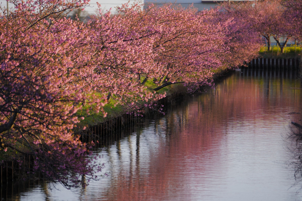 桜並木の朝