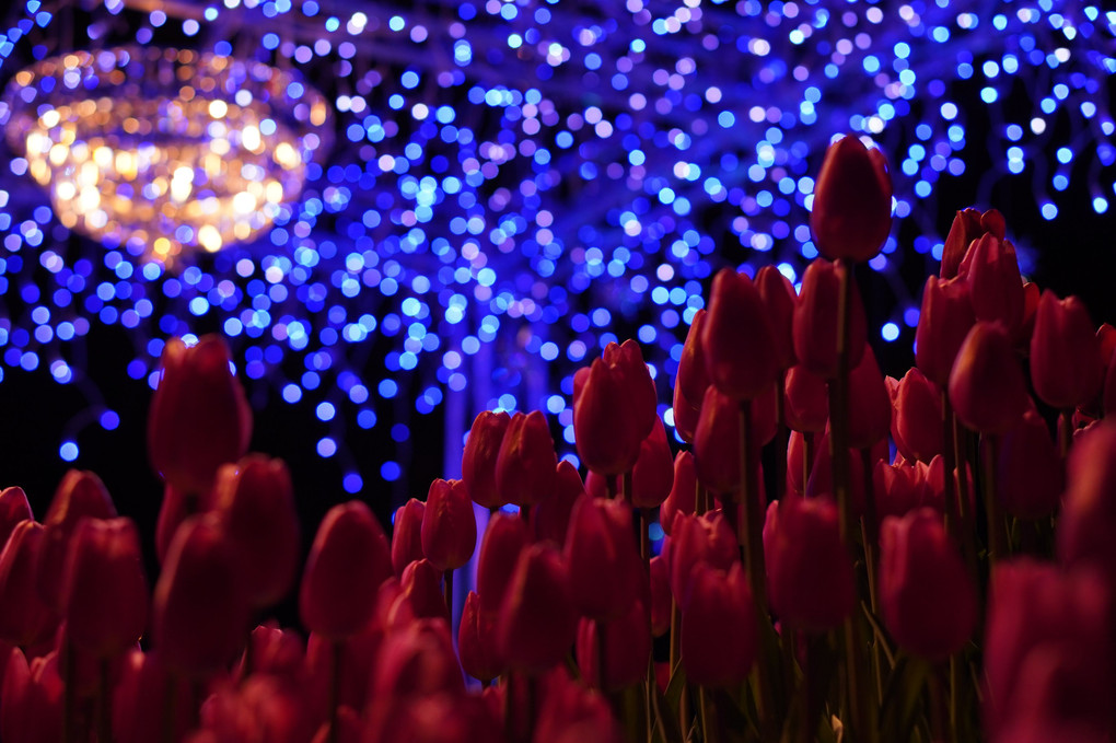 Winter Tulips ～夜の舞踏会～
