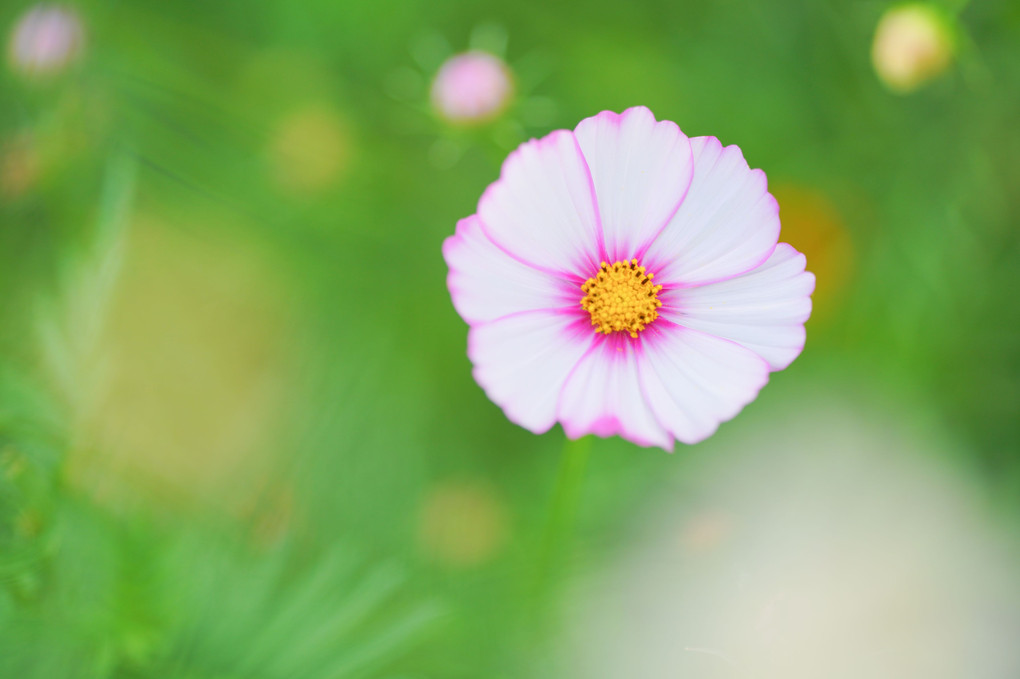 秋の花たち