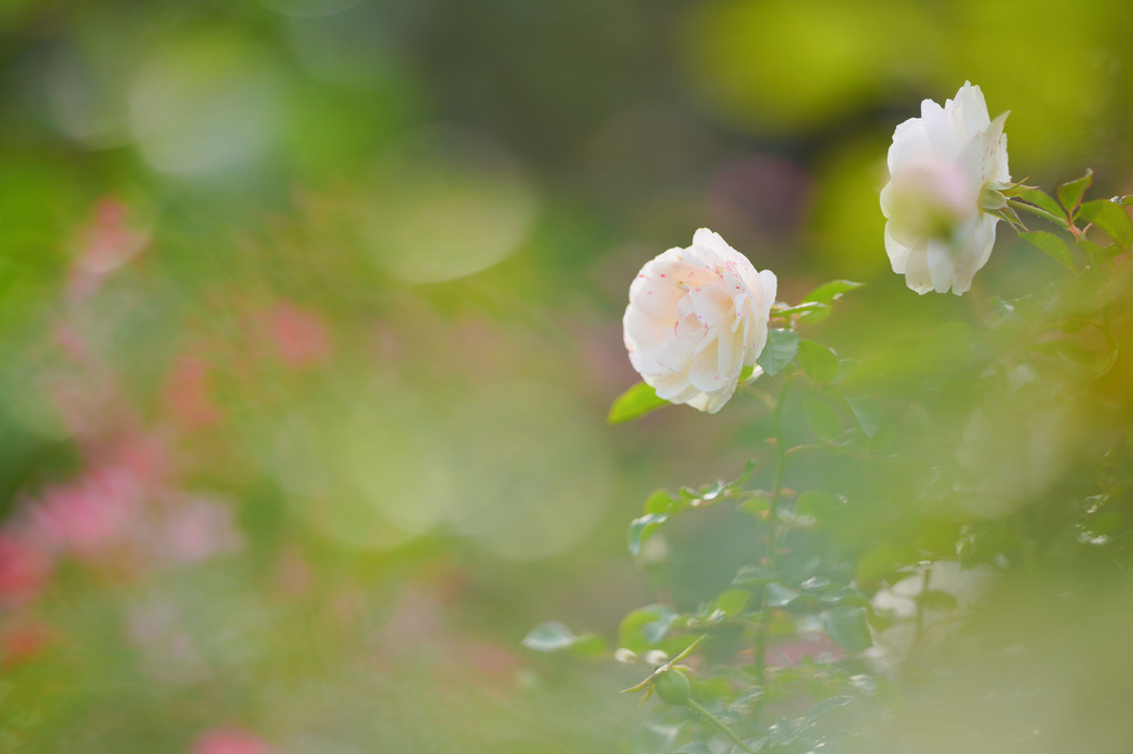 秋の花たち