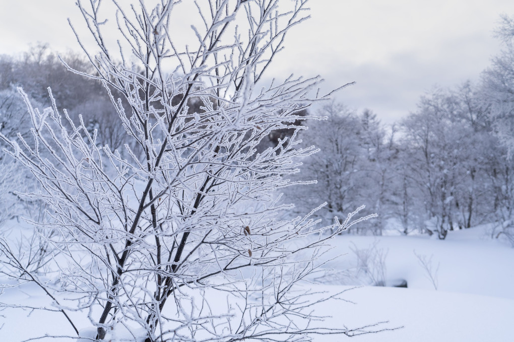 雪の表情に魅せられて