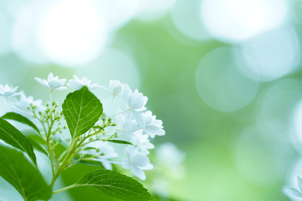 初夏の花たち