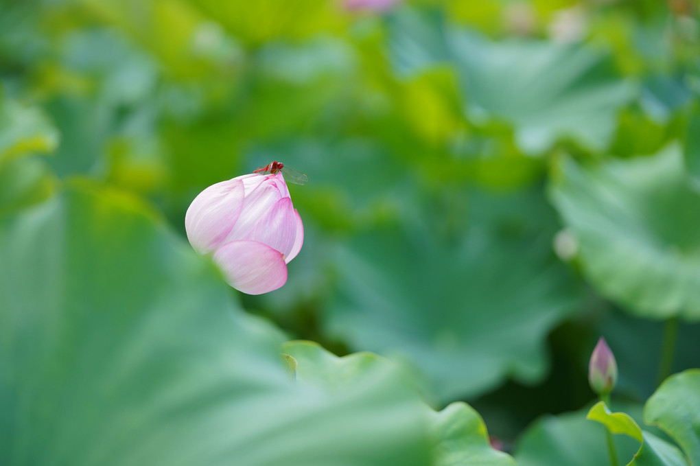 Lotus Flower