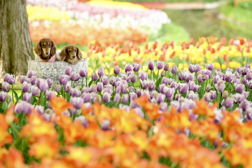 今年も少し遅れて撮影に🌷