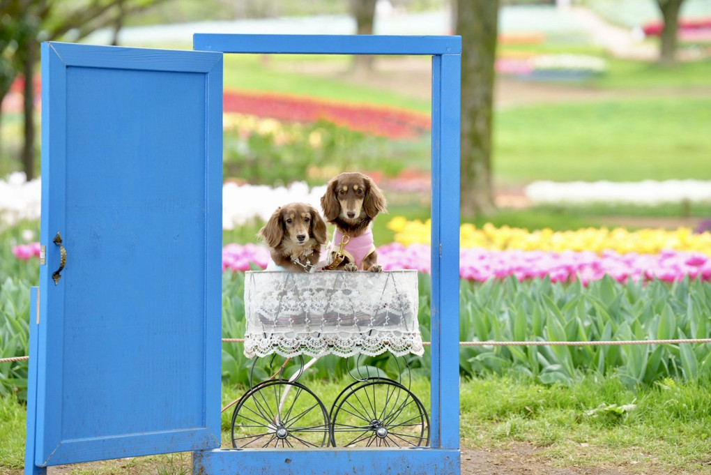 今年も少し遅れて撮影に🌷