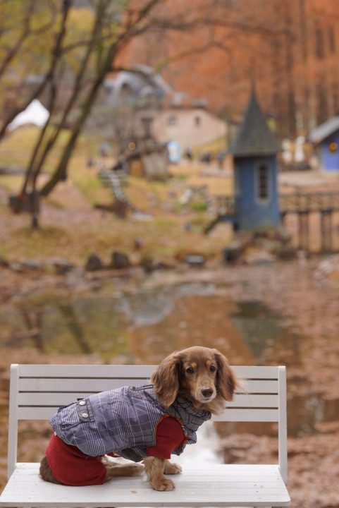 あけぼの子どもの森公園 紅葉フォトレッスン