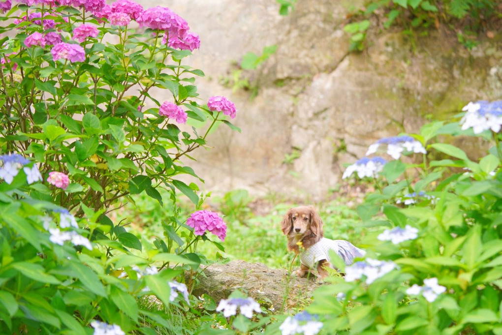 紫陽花フォトウォークo○☆