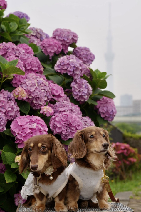 スカイツリーと紫陽花わんこ