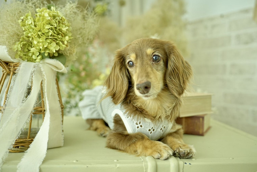 スモークツリーと姉犬