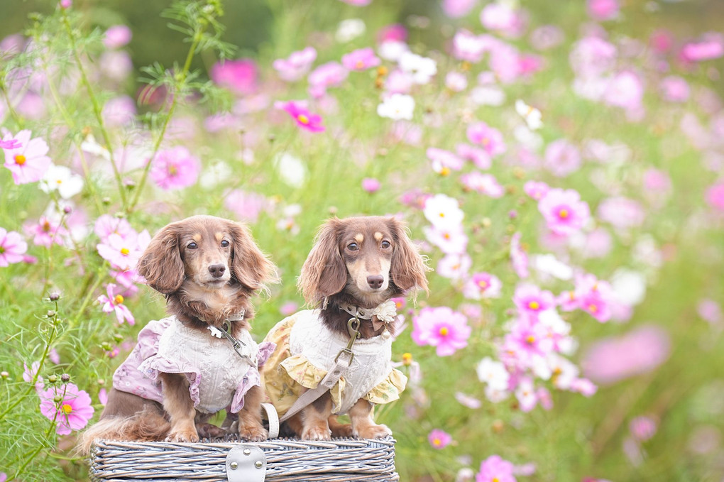 秋のブーケガーデン💐