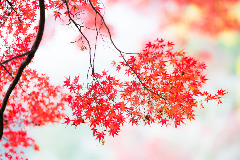 香嵐渓の紅葉　1