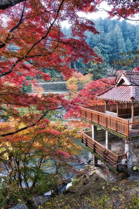 大井平公園の紅葉　2